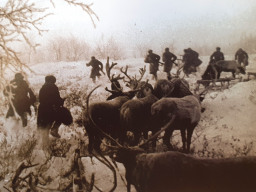 Оленетранспортные батальоны. Пехота атакует при поддержке оленьих упряжек. 1942. Карельский фронт